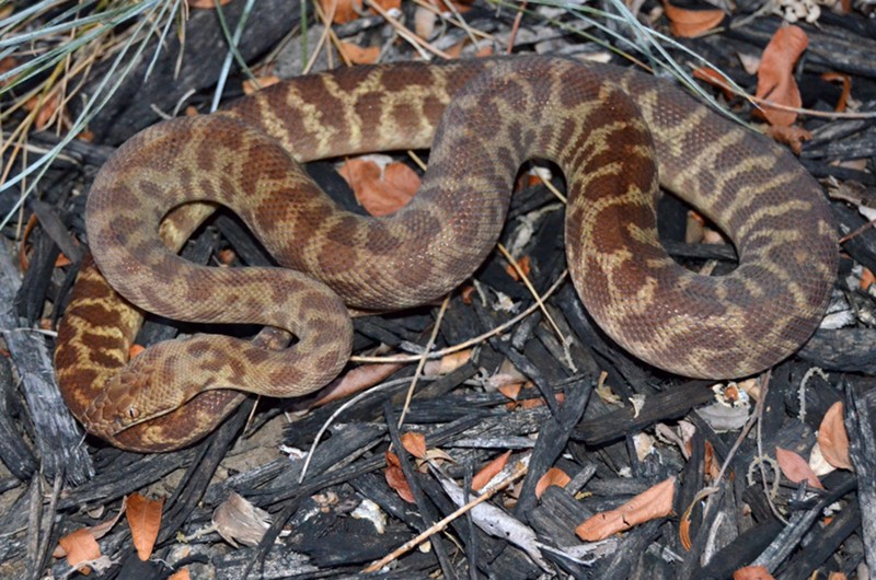 Western Stimson's Pythons at AAR