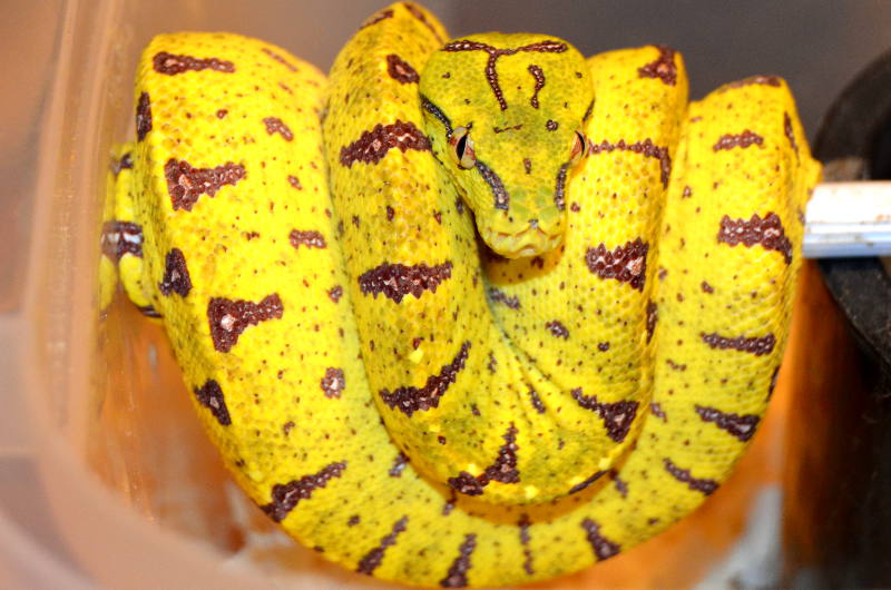 Green Tree Pythons at AAR