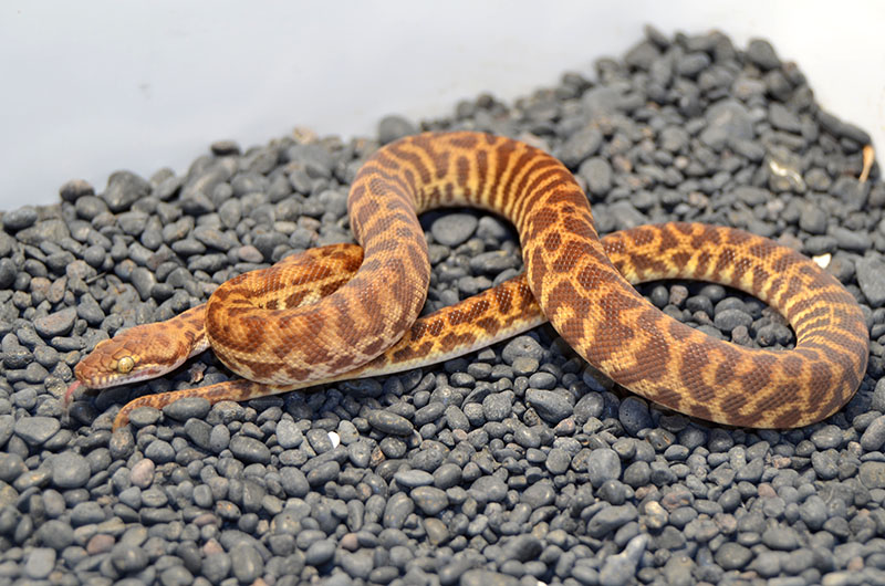 Available Stimson's Pythons at AAR