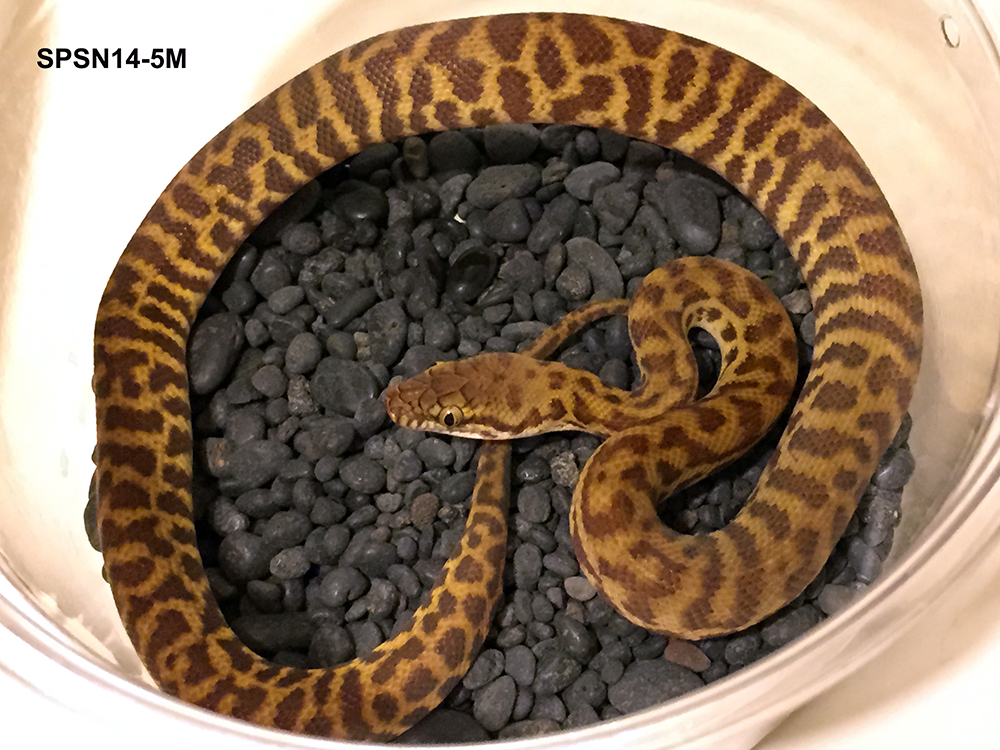 Available Stimson's Pythons at AAR