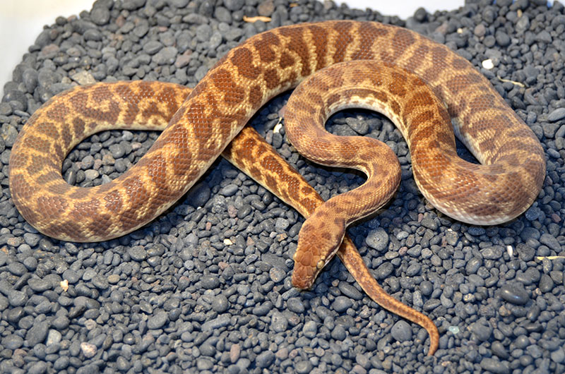 Available Stimson's Pythons at AAR