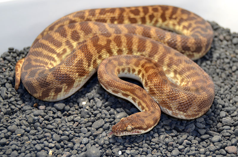 Available Stimson's Pythons at AAR