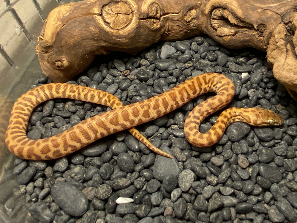 Available Stimson's Pythons at AAR