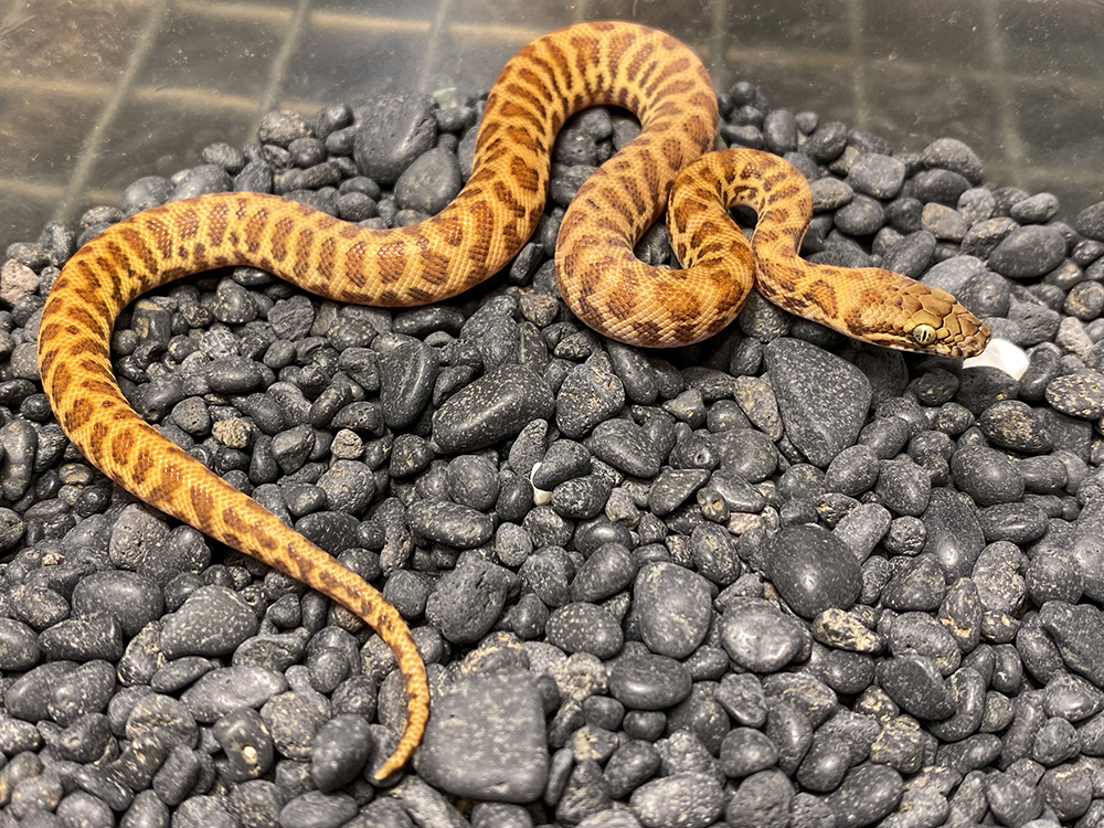 Available Stimson's Pythons at AAR