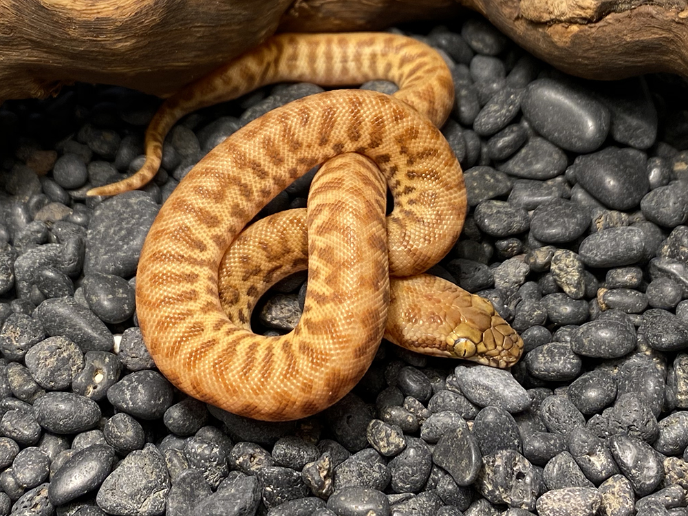 Available Stimson's Pythons at AAR