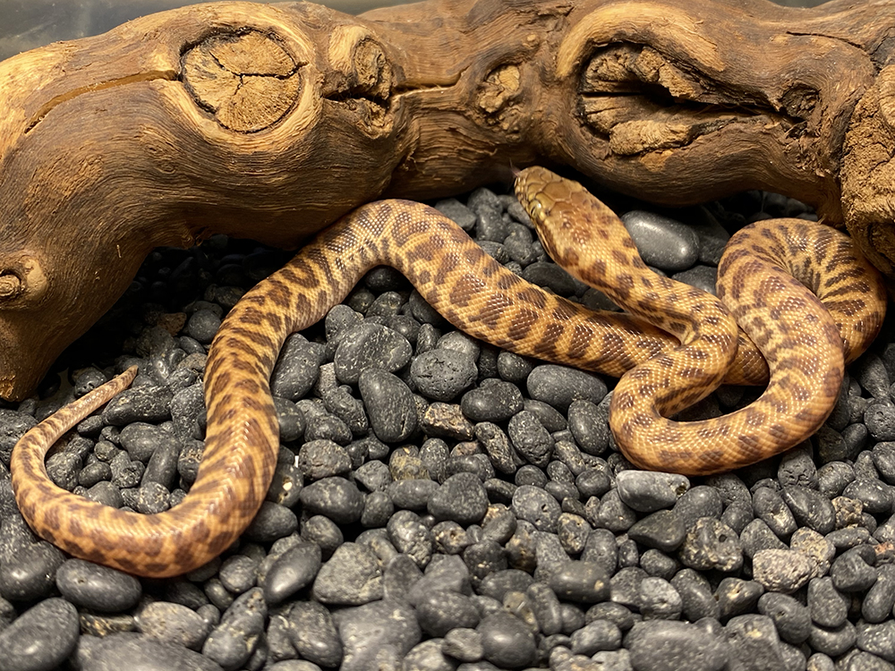 Available Stimson's Pythons at AAR