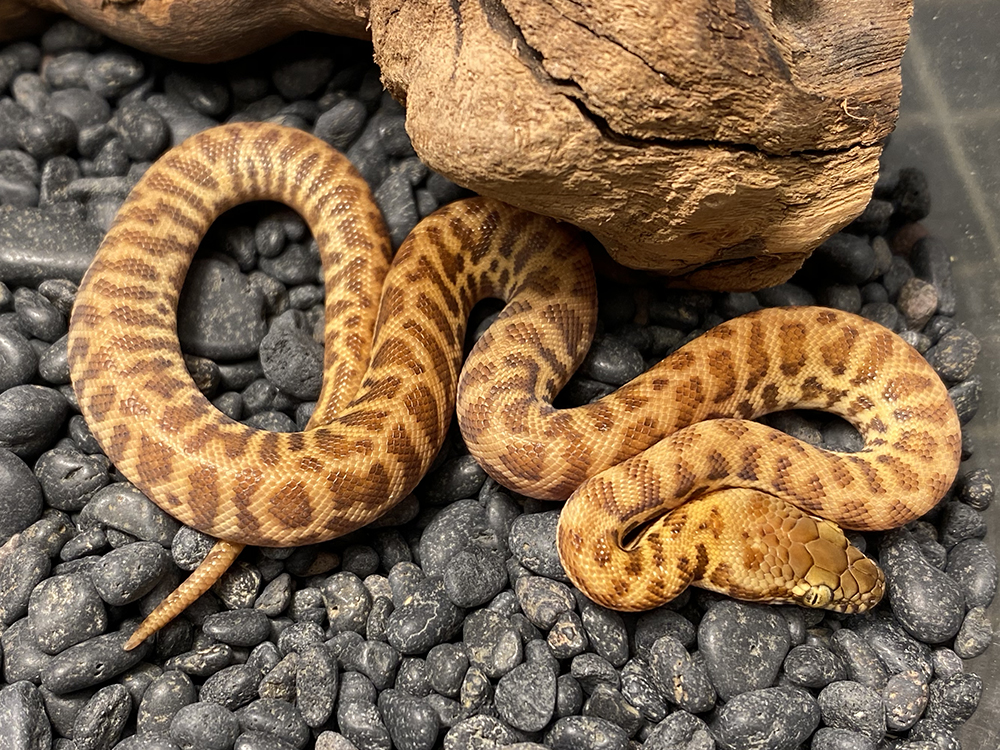 Available Stimson's Pythons at AAR